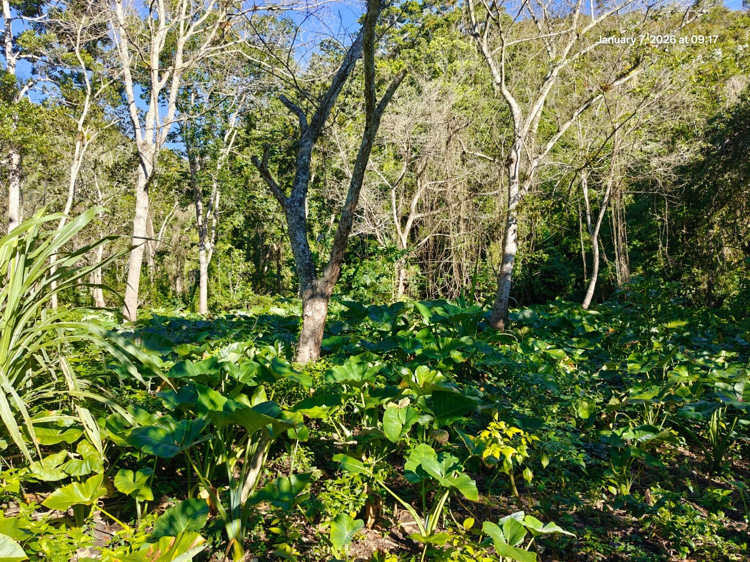 Finca Con Boca De Río. Apta para agricultura o ecoturismo Foto 7303210-5.jpg