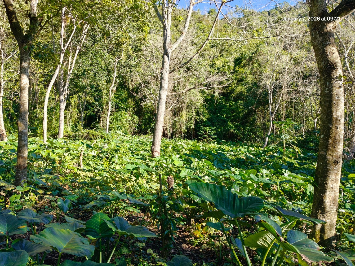 Finca Con Boca De Río. Apta para agricultura o ecoturismo Foto 7303210-6.jpg