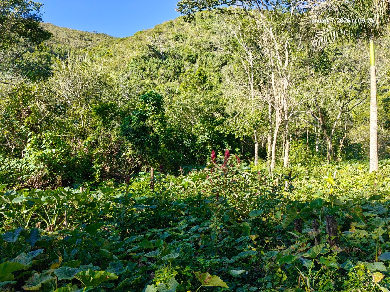 Finca Con Boca De Río. Apta para agricultura o ecoturismo Foto 7303210-7.jpg