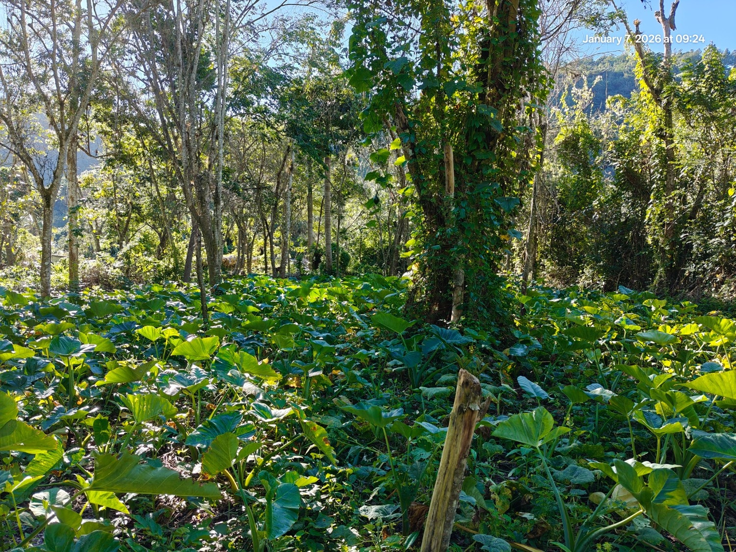 Finca Con Boca De Río. Apta para agricultura o ecoturismo Foto 7303210-8.jpg