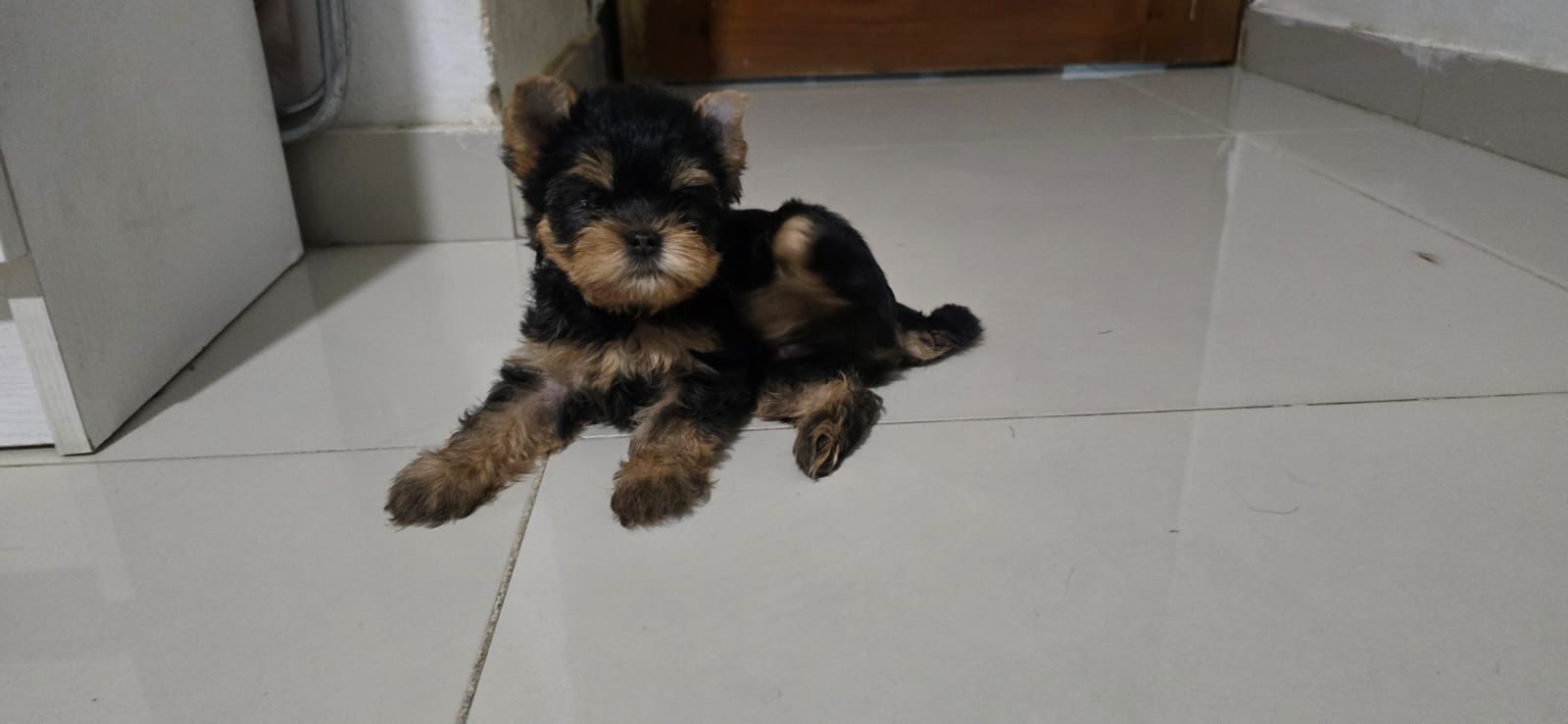 OFERTA CACHORRO YORKIE AMBOS SEXO EN SANTO DOMINGO Y VACUNADOS Foto 7303240-2.jpg
