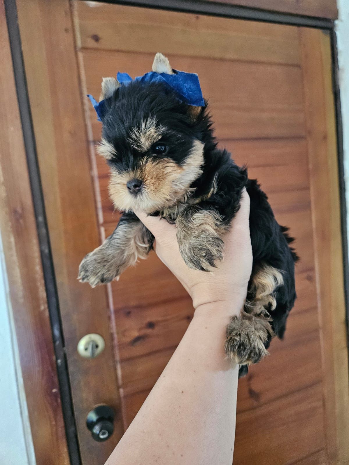 OFERTA CACHORRO YORKIE AMBOS SEXO EN SANTO DOMINGO Y VACUNADOS Foto 7303240-3.jpg