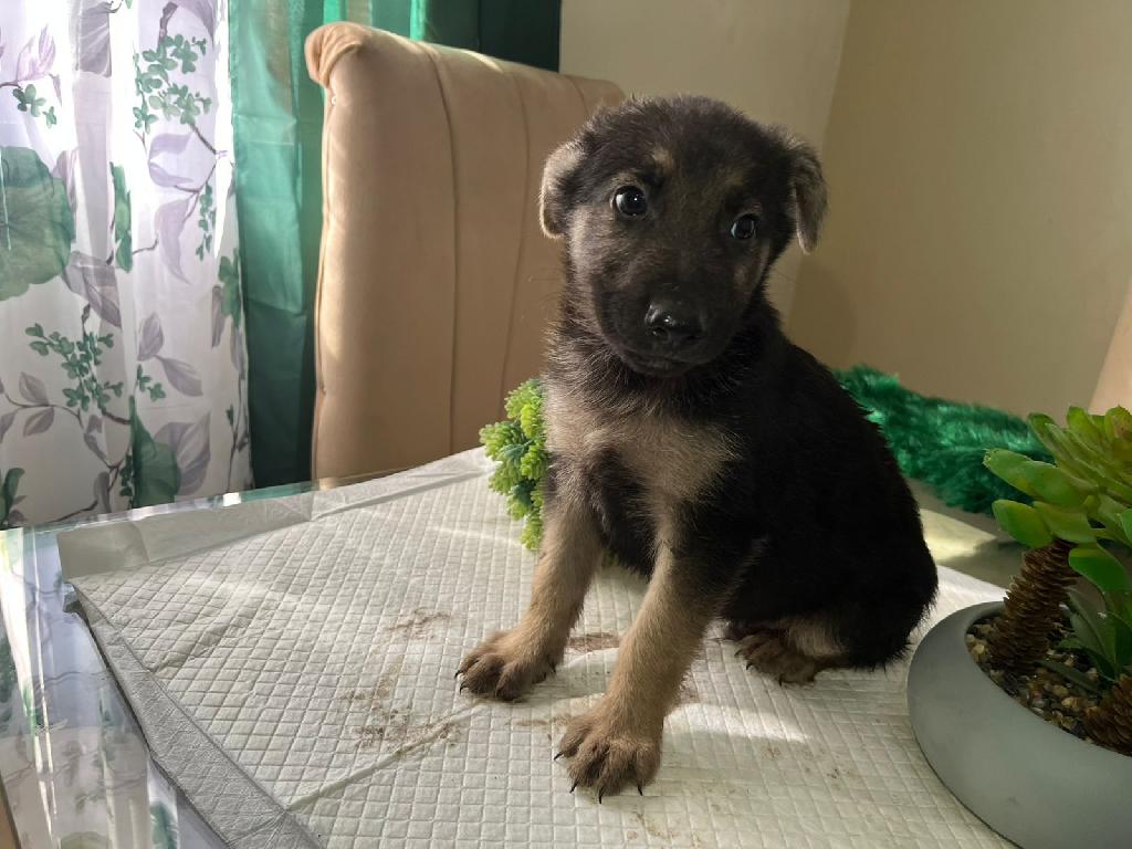 OFERTA CACHORRO PASTOR ALEMAN MACHO EN SANTO DOMINGO VACUNADO Foto 7303241-1.jpg