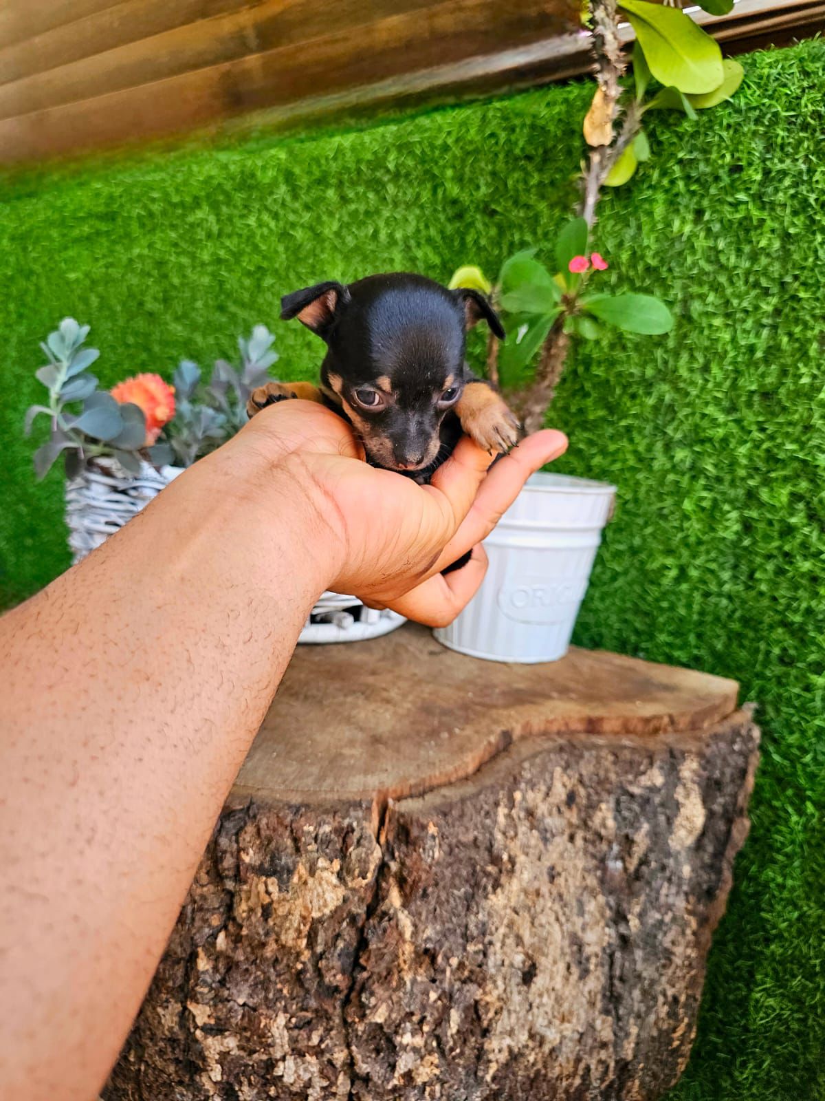 OFERTA CACHORRO CHIHUAHUA AMBOS SEXO EN SANTO DOMINGO CON SU VACUNA AL Foto 7303530-3.jpg