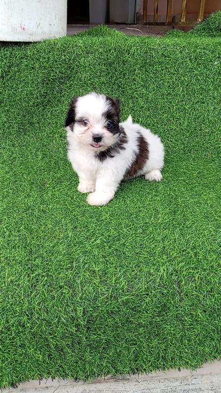 OFERTA CACHORRO SHIPOO MACHO EN SANTO DOMINGO Y TODO AL DIA Foto 7303532-1.jpg