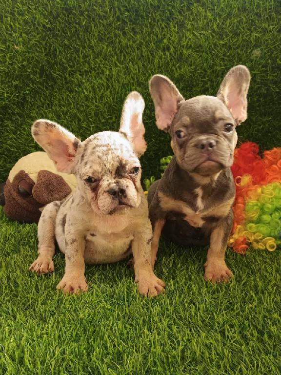 OFERTA CACHORRO BULLDOG FRANCES HEMBRA EN SANTO DOMINGO Y VACUNADO Foto 7303534-1.jpg
