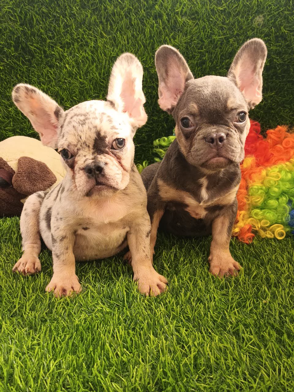 OFERTA CACHORRO BULLDOG FRANCES HEMBRA EN SANTO DOMINGO Y VACUNADO Foto 7303534-2.jpg