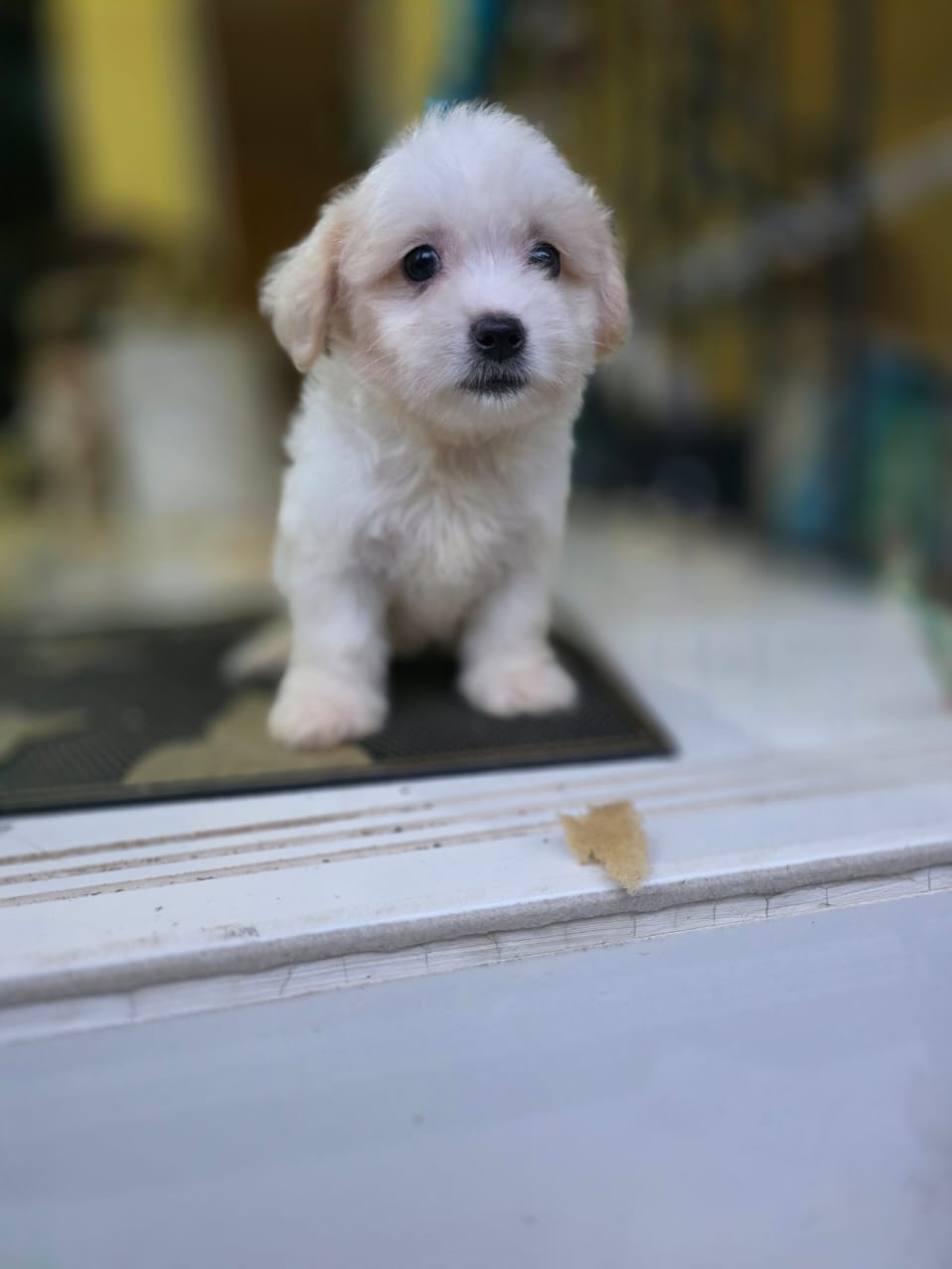 OFERTA CACHORRO MALTIPOO HEMBRA EN SANTO DOMINGO Y VACUNA AL DIA Foto 7303535-1.jpg