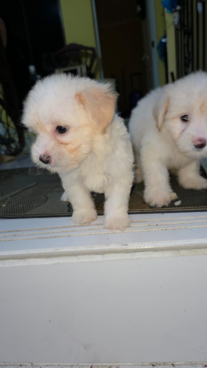 OFERTA CACHORRO MALTIPOO HEMBRA EN SANTO DOMINGO Y VACUNA AL DIA Foto 7303535-2.jpg