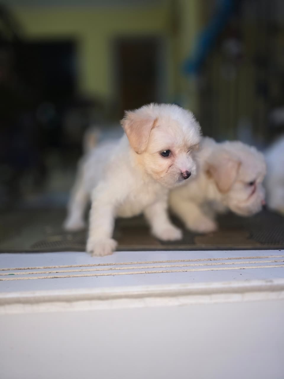 OFERTA CACHORRO MALTIPOO HEMBRA EN SANTO DOMINGO Y VACUNA AL DIA Foto 7303535-3.jpg