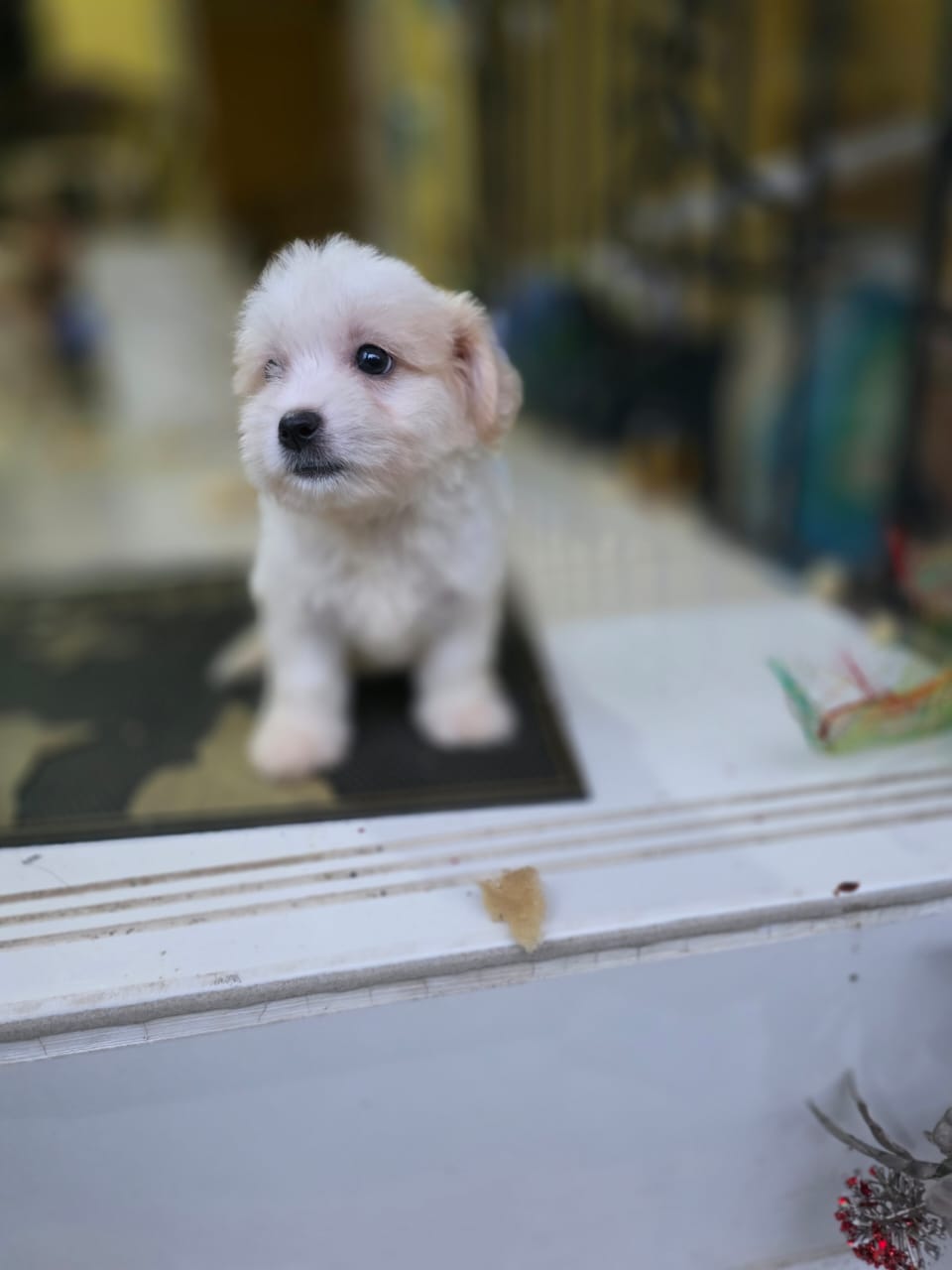OFERTA CACHORRO MALTIPOO HEMBRA EN SANTO DOMINGO Y VACUNA AL DIA Foto 7303535-4.jpg