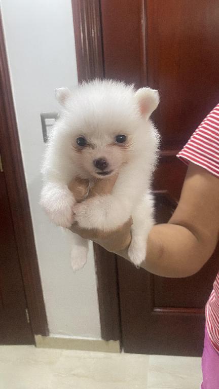 Cachorros pomeranias hembra y macho 809 662 7609 Foto 7303576-1.jpg