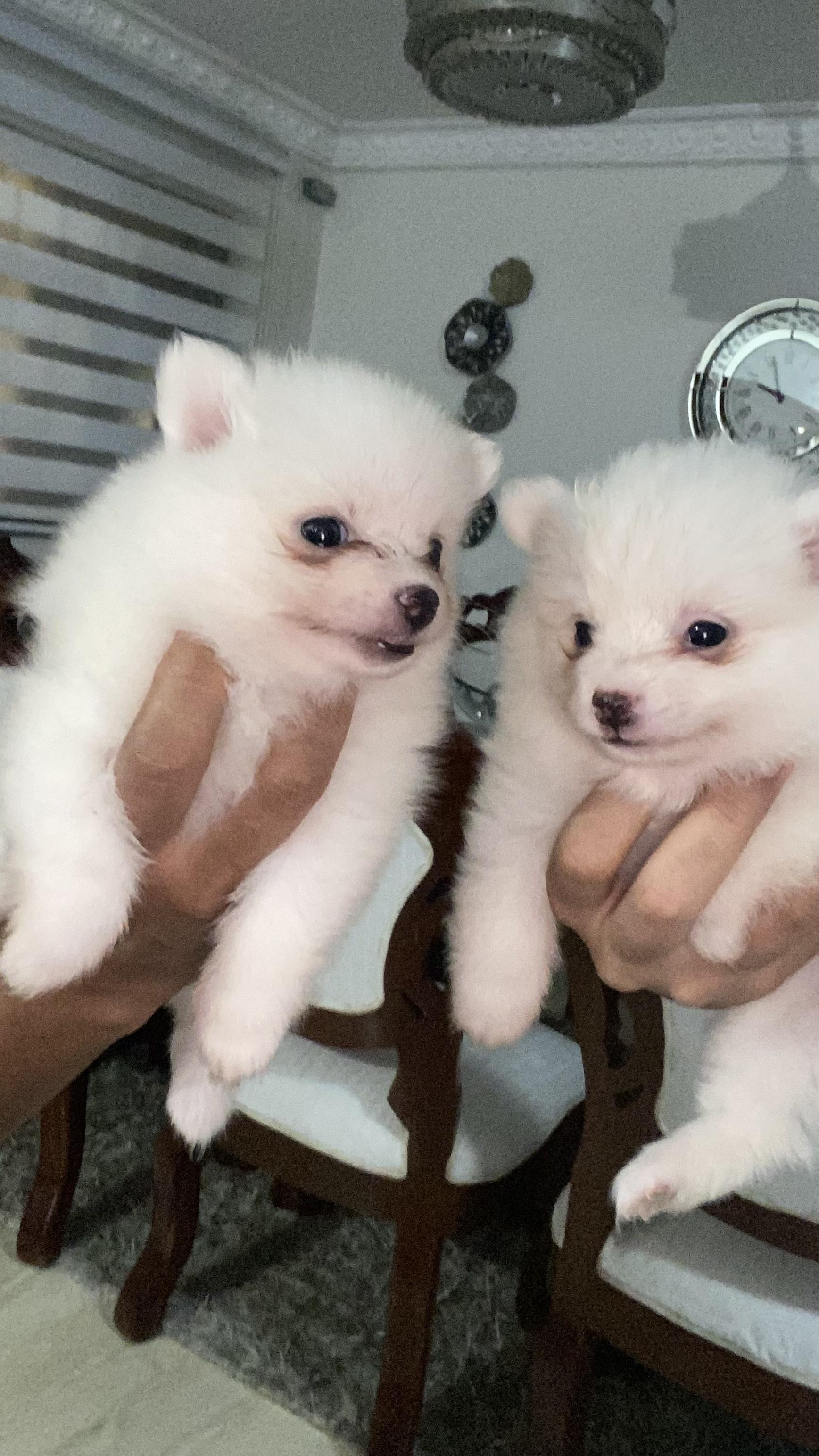 Cachorros pomeranias hembra y macho 809 662 7609 Foto 7303576-3.jpg
