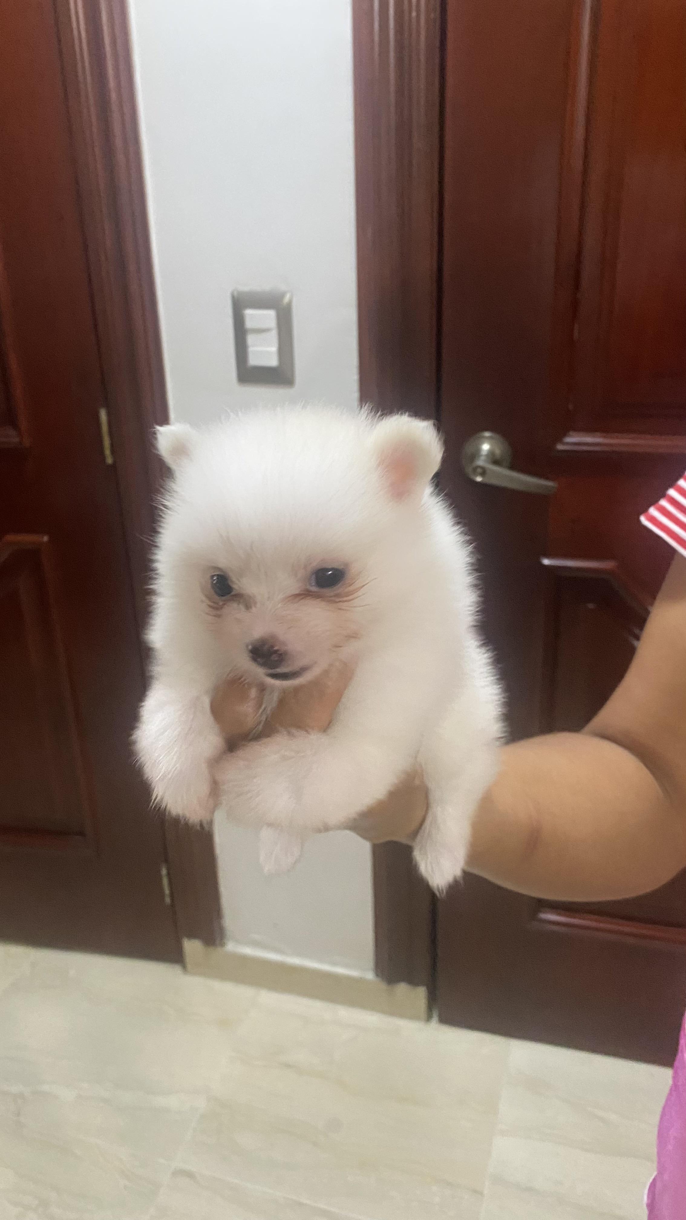 Cachorros pomeranias hembra y macho 809 662 7609 Foto 7303576-4.jpg