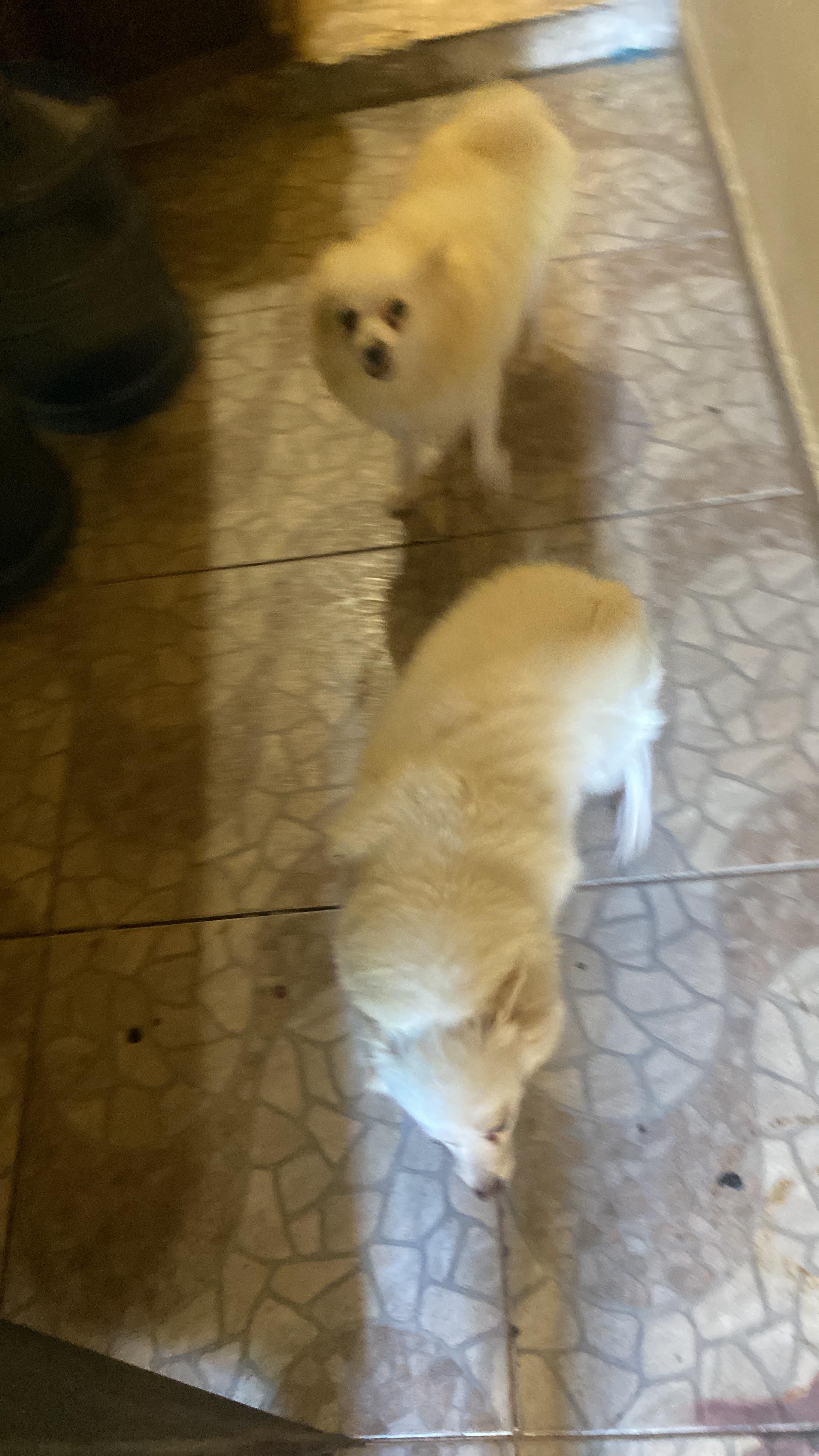 Cachorros pomeranias hembra y macho 809 662 7609 Foto 7303576-5.jpg