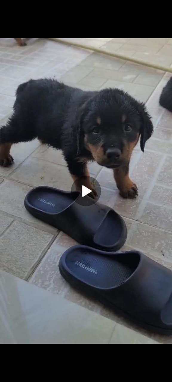 Rottweilers cachorros vacunados Descolado y con pedigree  Foto 7303675-2.jpg