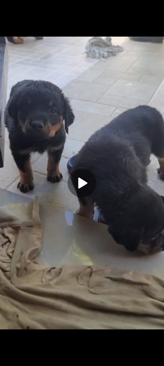Rottweilers cachorros vacunados Descolado y con pedigree  Foto 7303675-3.jpg