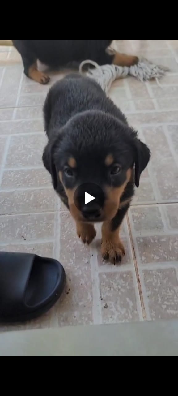 Rottweilers cachorros vacunados Descolado y con pedigree  Foto 7303675-4.jpg