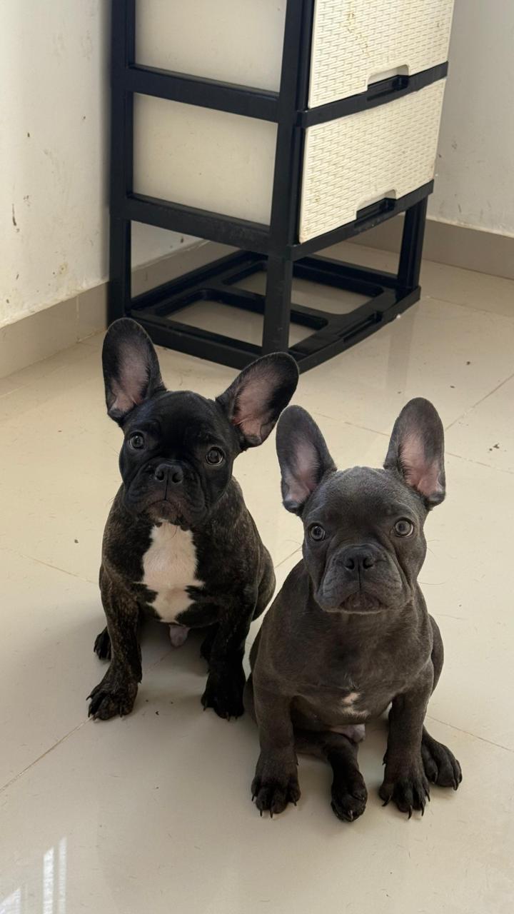 OFERTA CACHORRO BULLDOG FRANCES MACHO EN SANTO DOMINGO Y VACUNA AL DIA Foto 7303777-1.jpg