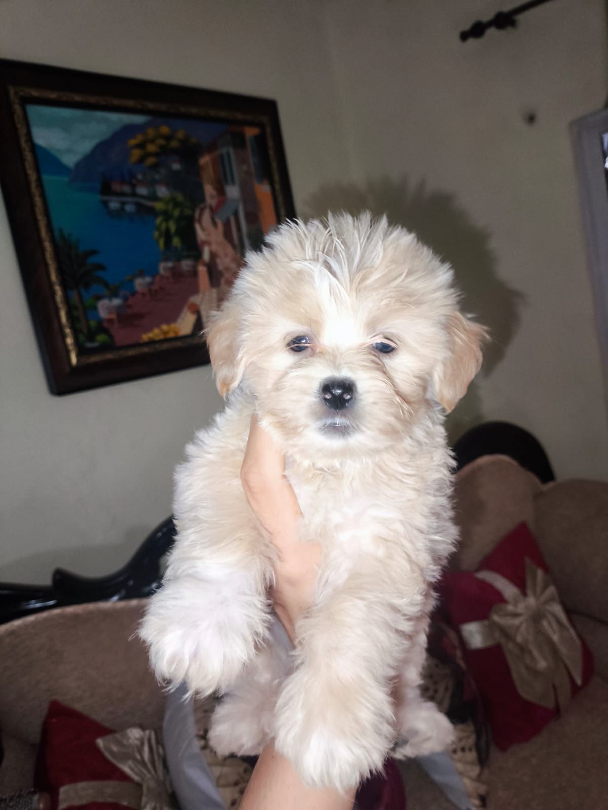 OFERTA CACHORRO MALTIPOO MACHO EN SANTO DOMINGO CON SU VACUNAS Foto 7303778-2.jpg