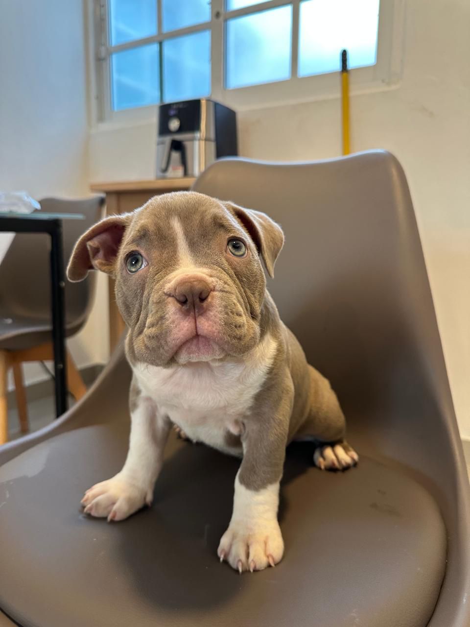 OFERTA CACHORRO BULLY POCKET HEMBRA EN UBICADO EN SANTO DOMINGO Y TIEN Foto 7303924-2.jpg