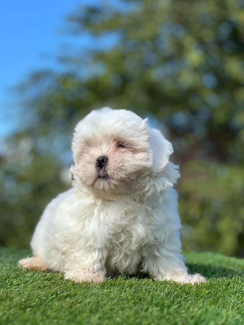 OFERTA CACHORRO SHIH TZU HEMBRA EN SANTO DOMINGO Y VACUNA AL DIA  Foto 7303925-1.jpg