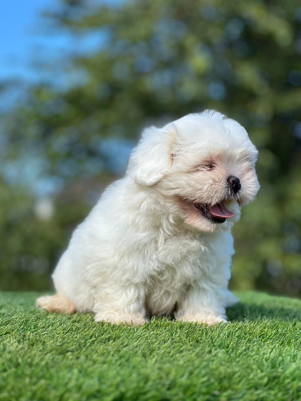 OFERTA CACHORRO SHIH TZU HEMBRA EN SANTO DOMINGO Y VACUNA AL DIA  Foto 7303925-2.jpg