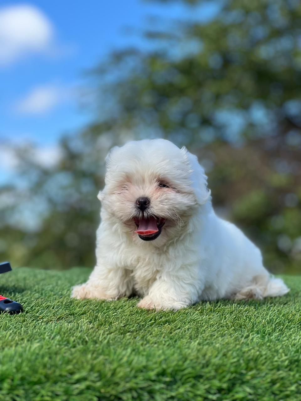 OFERTA CACHORRO SHIH TZU HEMBRA EN SANTO DOMINGO Y VACUNA AL DIA  Foto 7303925-3.jpg