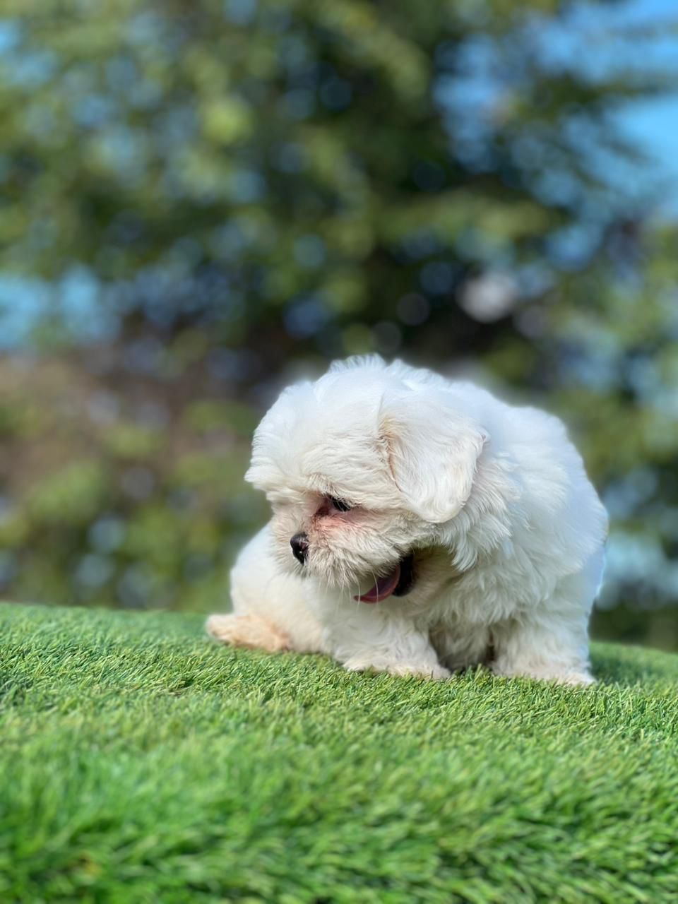 OFERTA CACHORRO SHIH TZU HEMBRA EN SANTO DOMINGO Y VACUNA AL DIA  Foto 7303925-4.jpg
