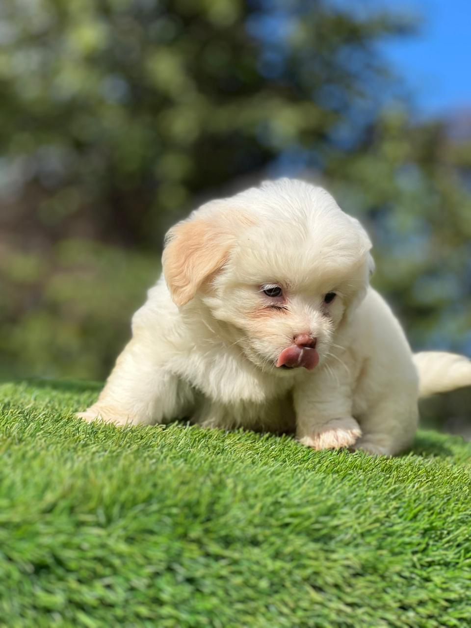 OFERTA CACHORRO MALTIPOO HEMBRA EN SANTO DOMINGO Y VACUNA AL DIA Foto 7303926-1.jpg