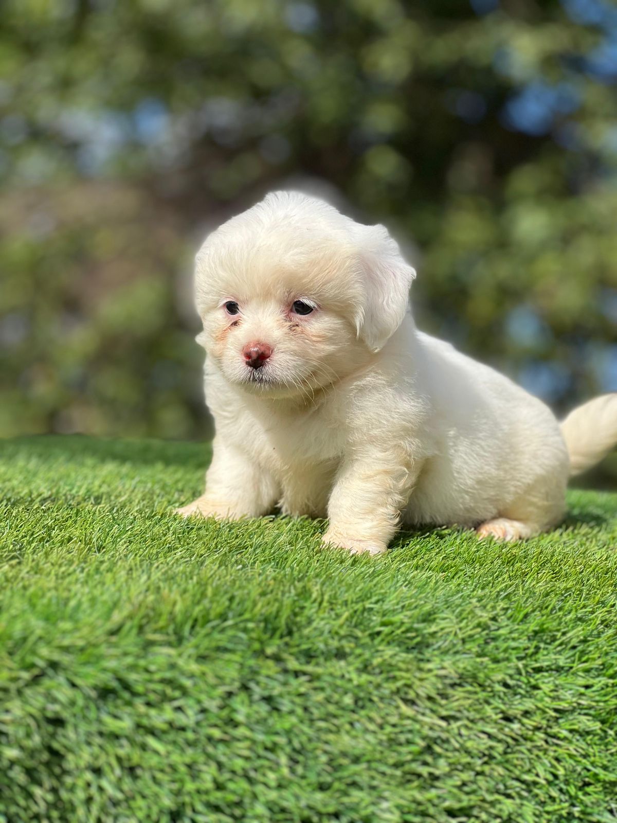 OFERTA CACHORRO MALTIPOO HEMBRA EN SANTO DOMINGO Y VACUNA AL DIA Foto 7303926-2.jpg