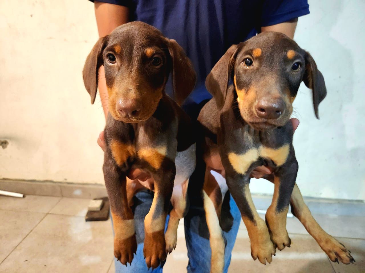 OFERTA CACHORRO DOBERMAN AMBOS SEXO EN SANTO DOMINGO VACUNADOS Foto 7303927-2.jpg