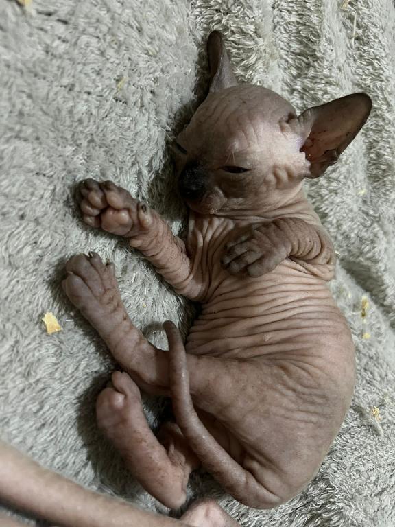 OFERTA GATO SPHYNX AMBOS SEXO EN UBICADO EN SANTO DOMINGO Y TIENE SU V Foto 7303928-1.jpg