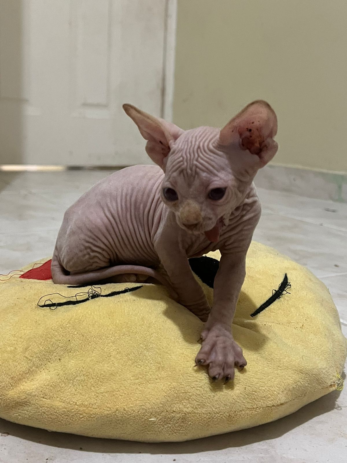 OFERTA GATO SPHYNX AMBOS SEXO EN UBICADO EN SANTO DOMINGO Y TIENE SU V Foto 7303928-2.jpg