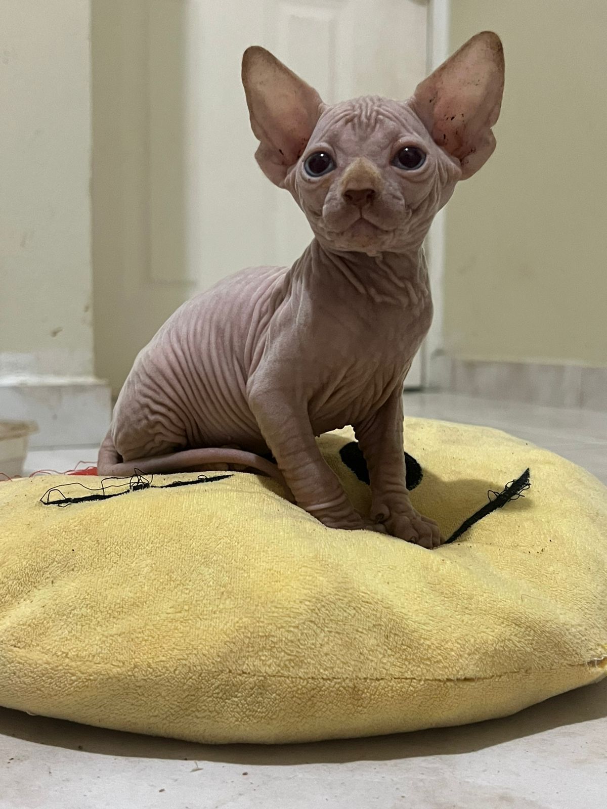 OFERTA GATO SPHYNX AMBOS SEXO EN UBICADO EN SANTO DOMINGO Y TIENE SU V Foto 7303928-3.jpg