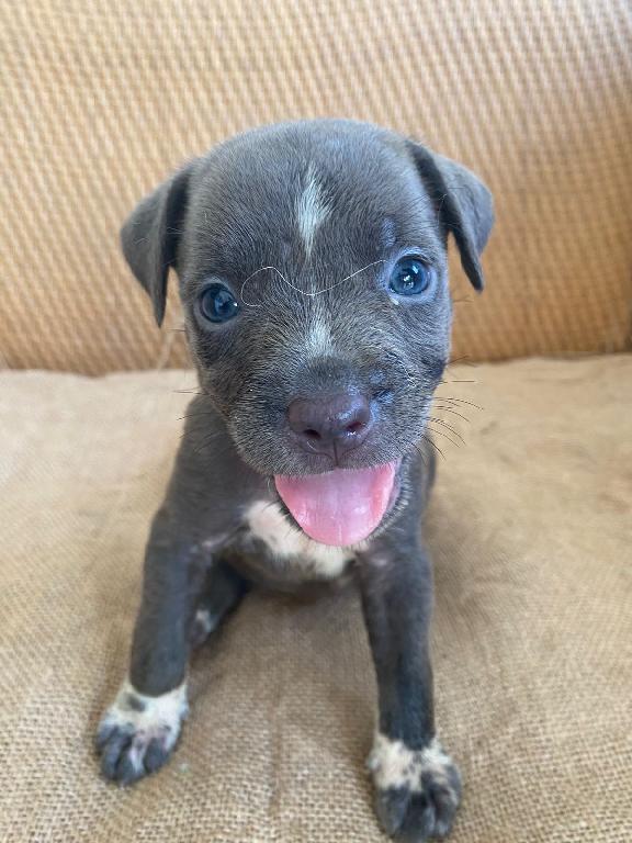 American pitbull blue Foto 7304019-2.jpg