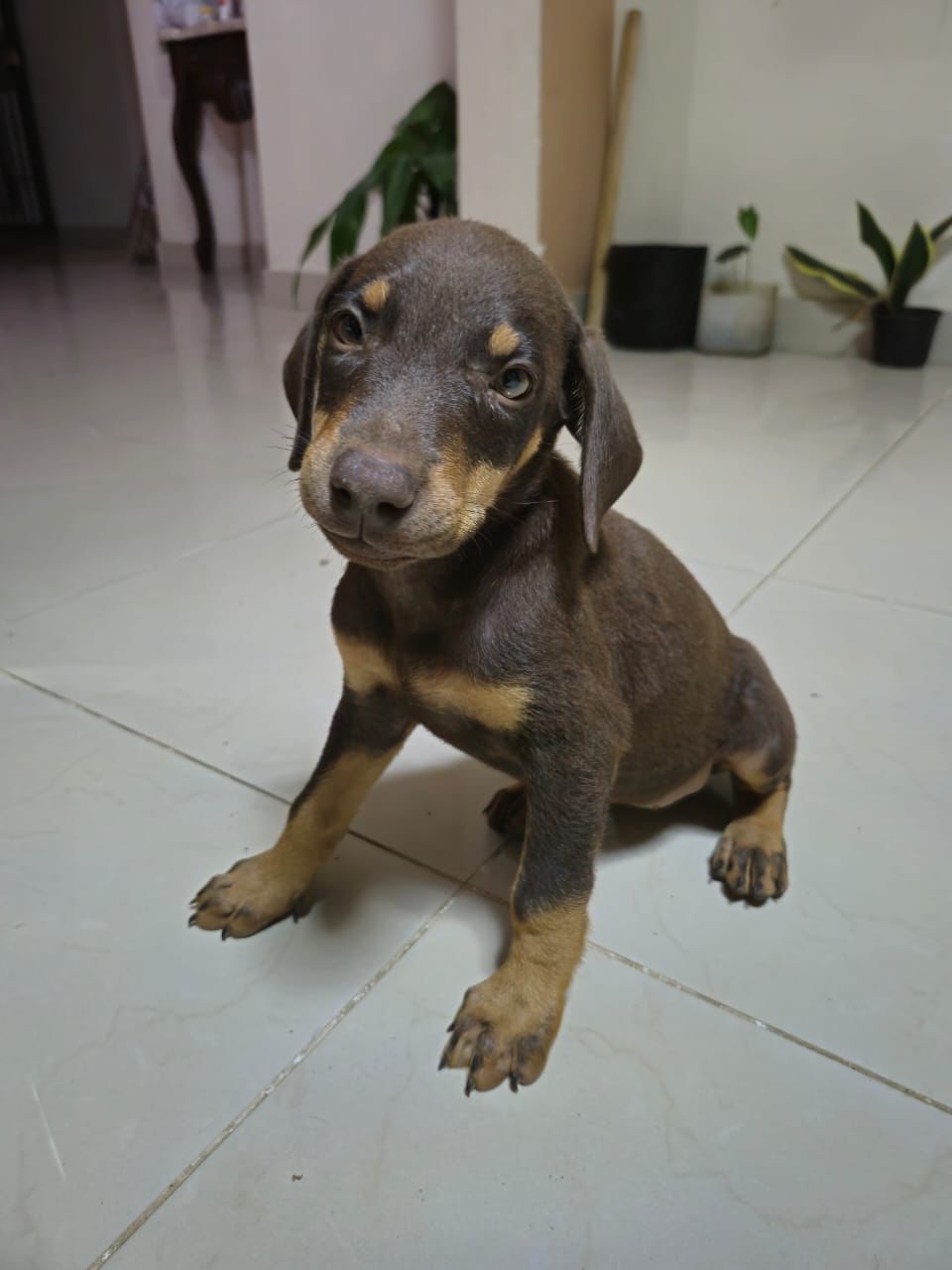 OFERTA CACHORRO DOBERMAN AMBOS SEXO EN SANTO DOMINGO VACUNADOS Foto 7304020-1.jpg