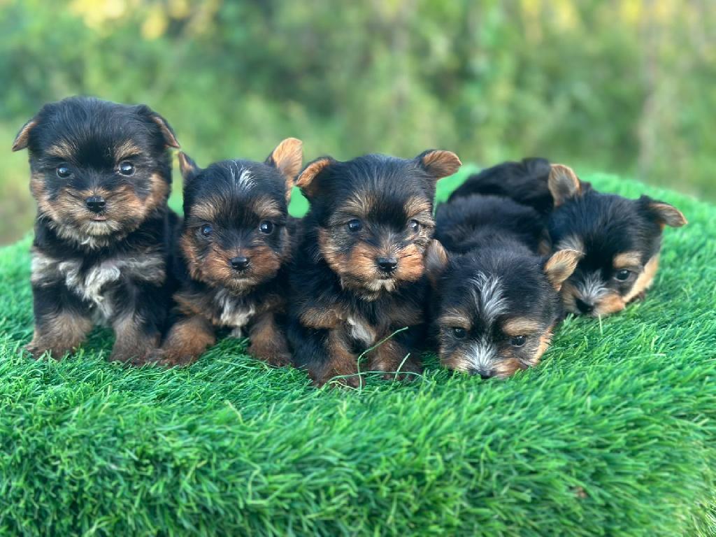 OFERTA CACHORRO YORKIE AMBOS SEXO EN SANTO DOMINGO Y VACUNADOS Foto 7304021-1.jpg