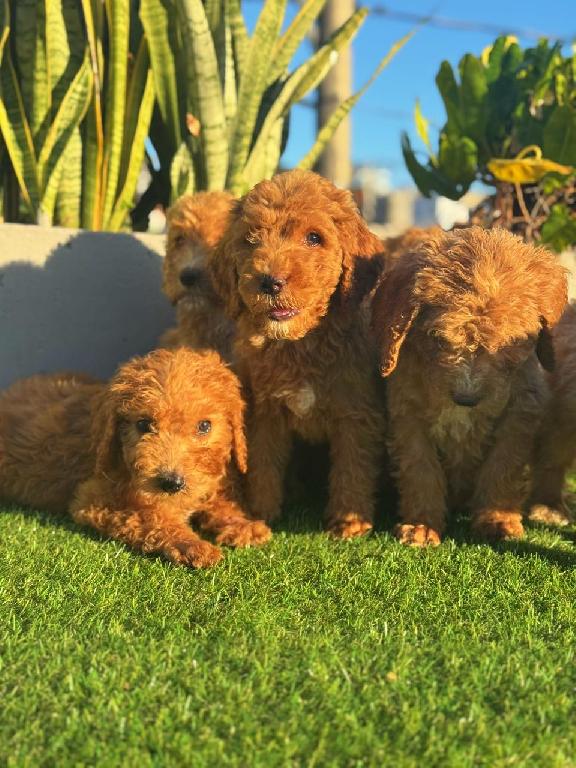 Goldendoodle Ambos Sexos  Foto 7304038-1.jpg