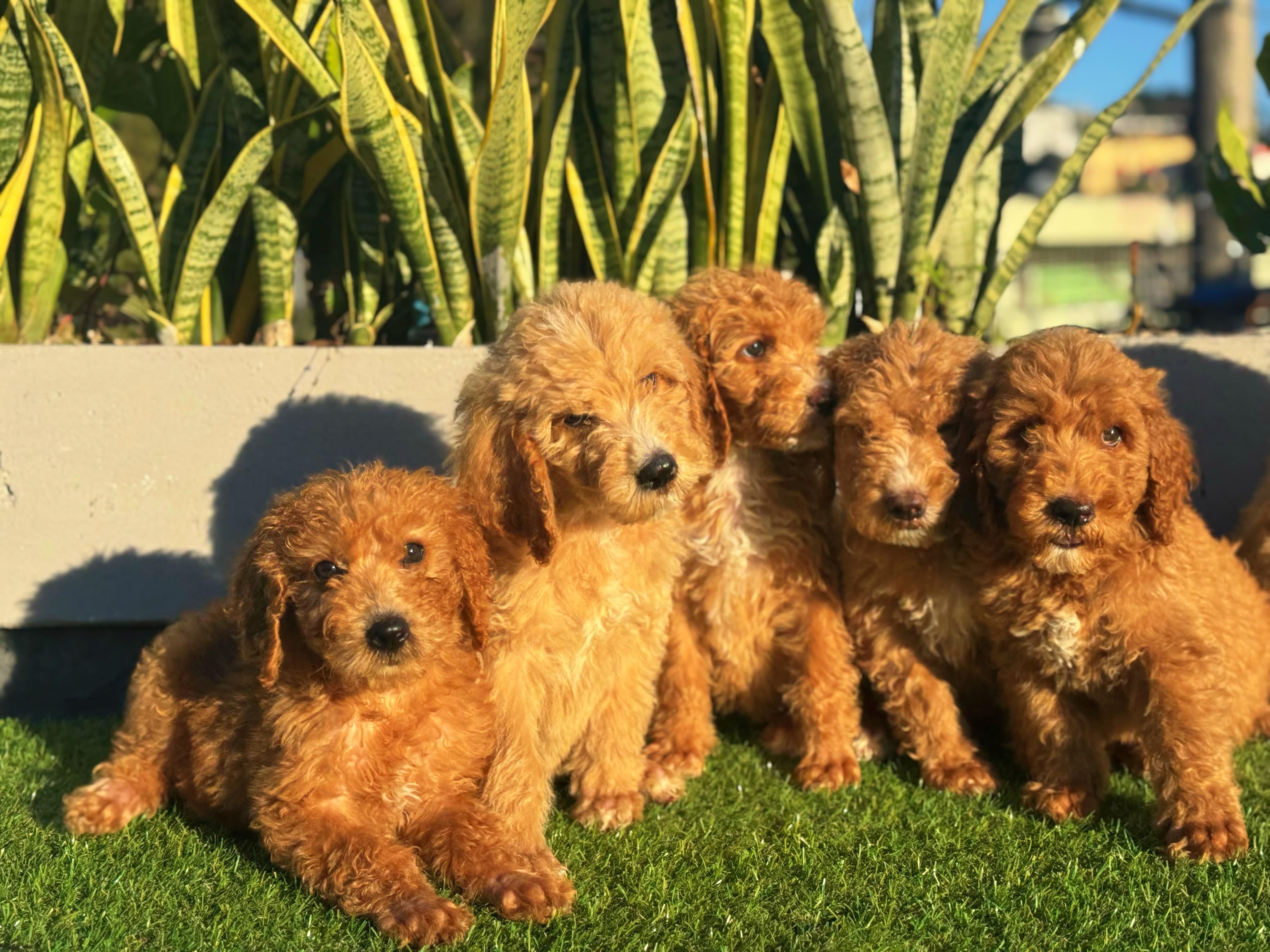 Goldendoodle Ambos Sexos  Foto 7304038-2.jpg