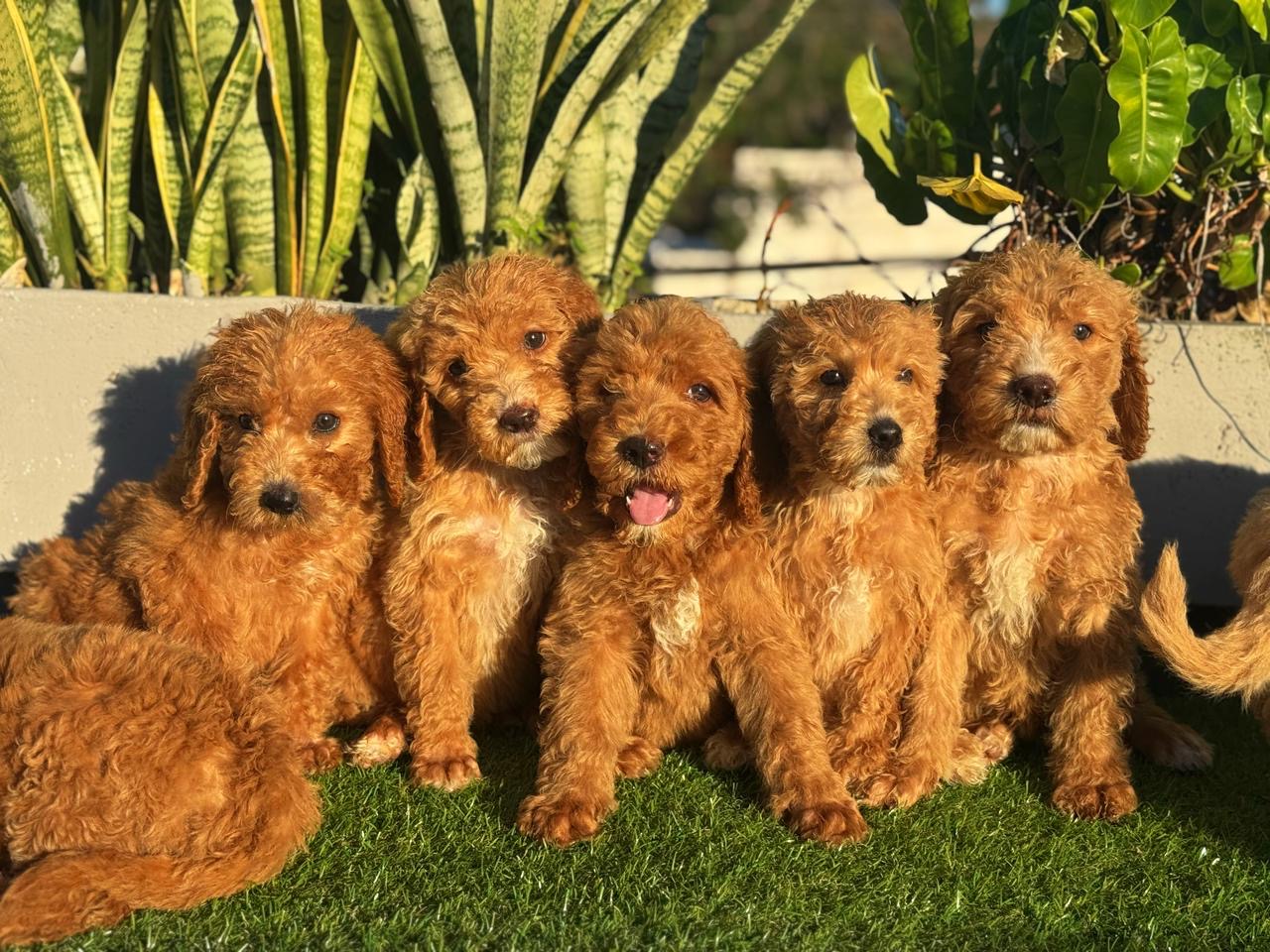 Goldendoodle Ambos Sexos  Foto 7304038-3.jpg