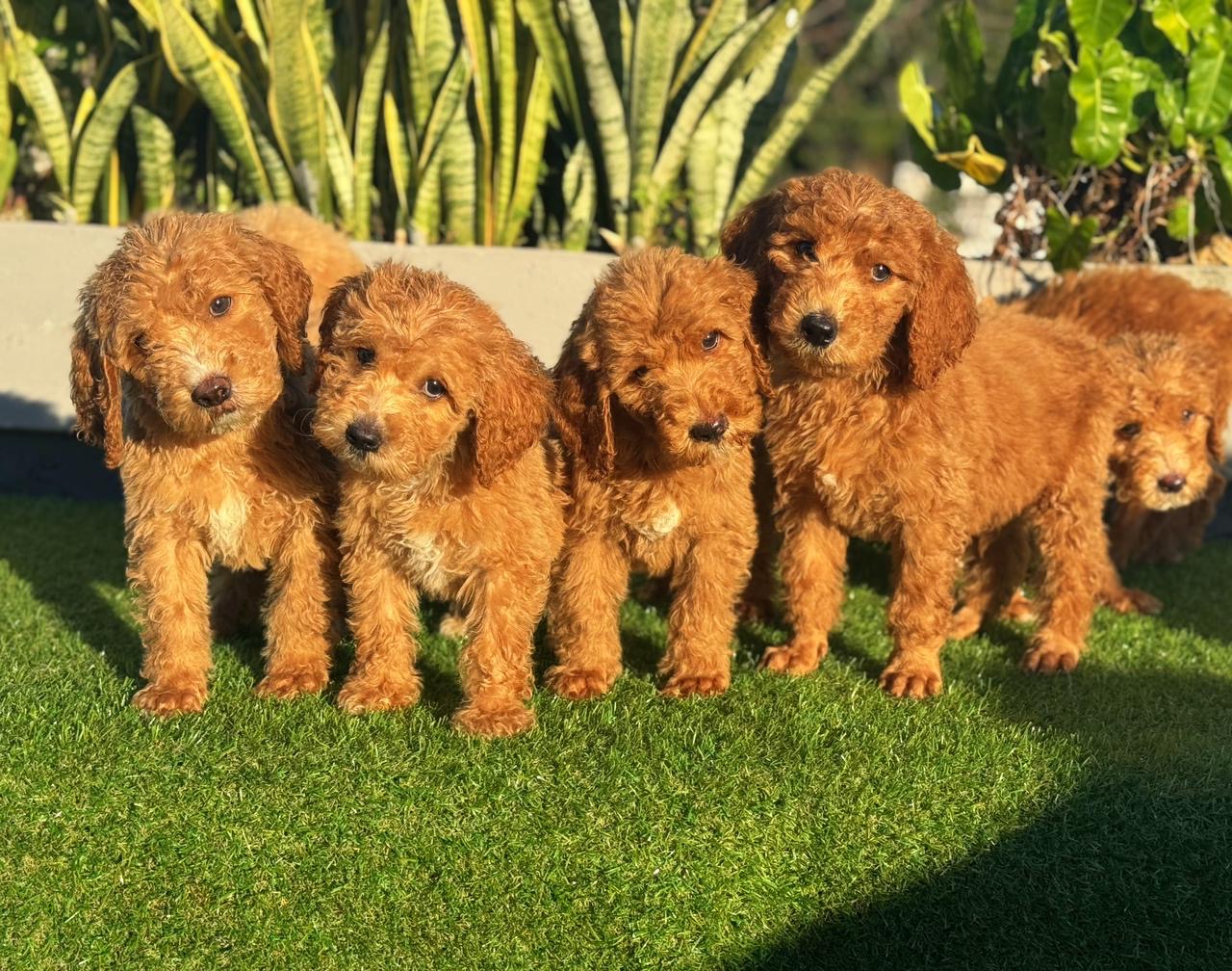 Goldendoodle Ambos Sexos  Foto 7304038-4.jpg
