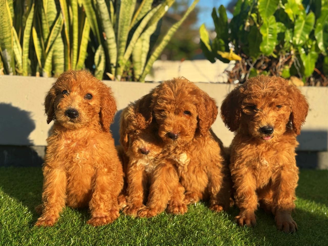 Goldendoodle Ambos Sexos  Foto 7304038-5.jpg