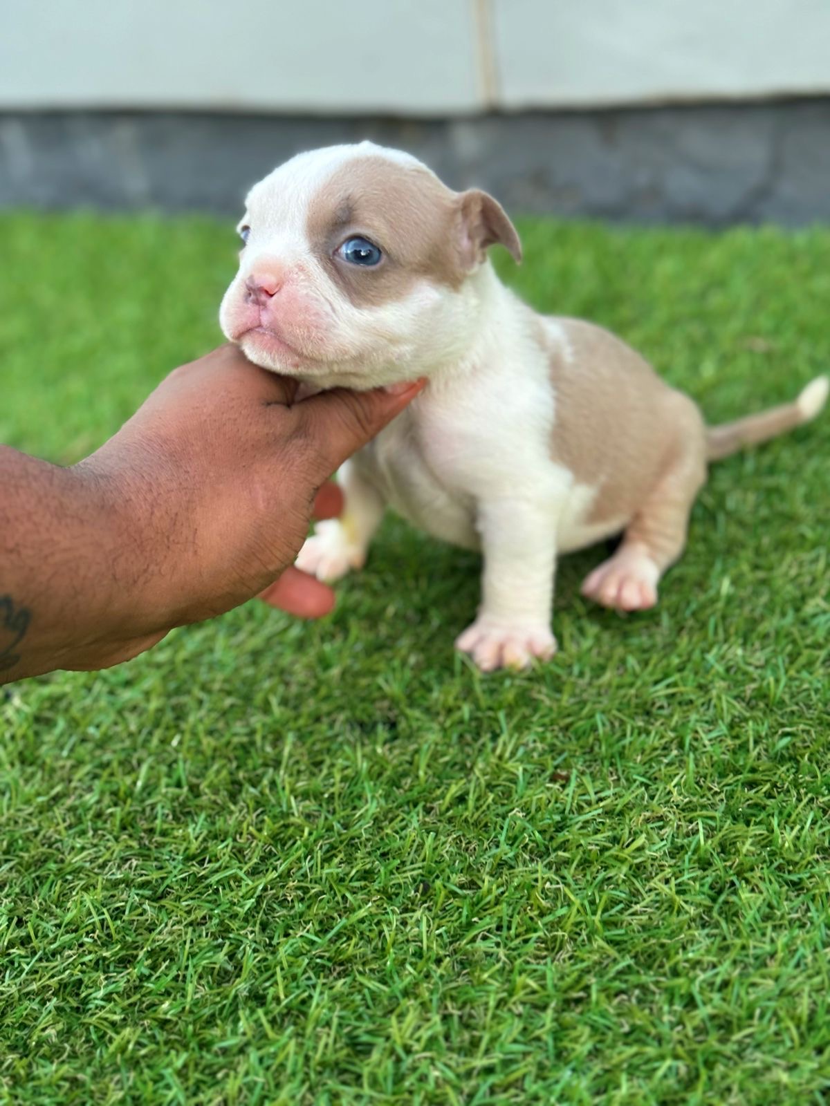 American Bully Ambos Sexos  Foto 7304047-4.jpg