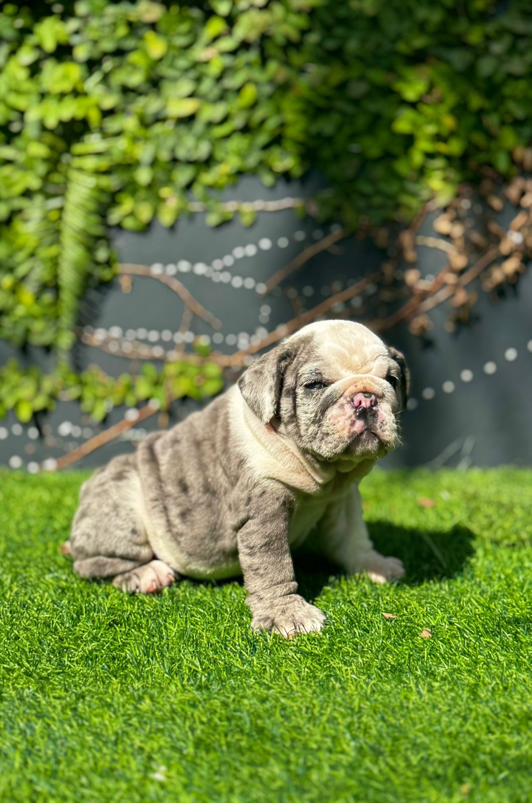 Bulldog Inglés Ambos Sexos  Foto 7304048-2.jpg