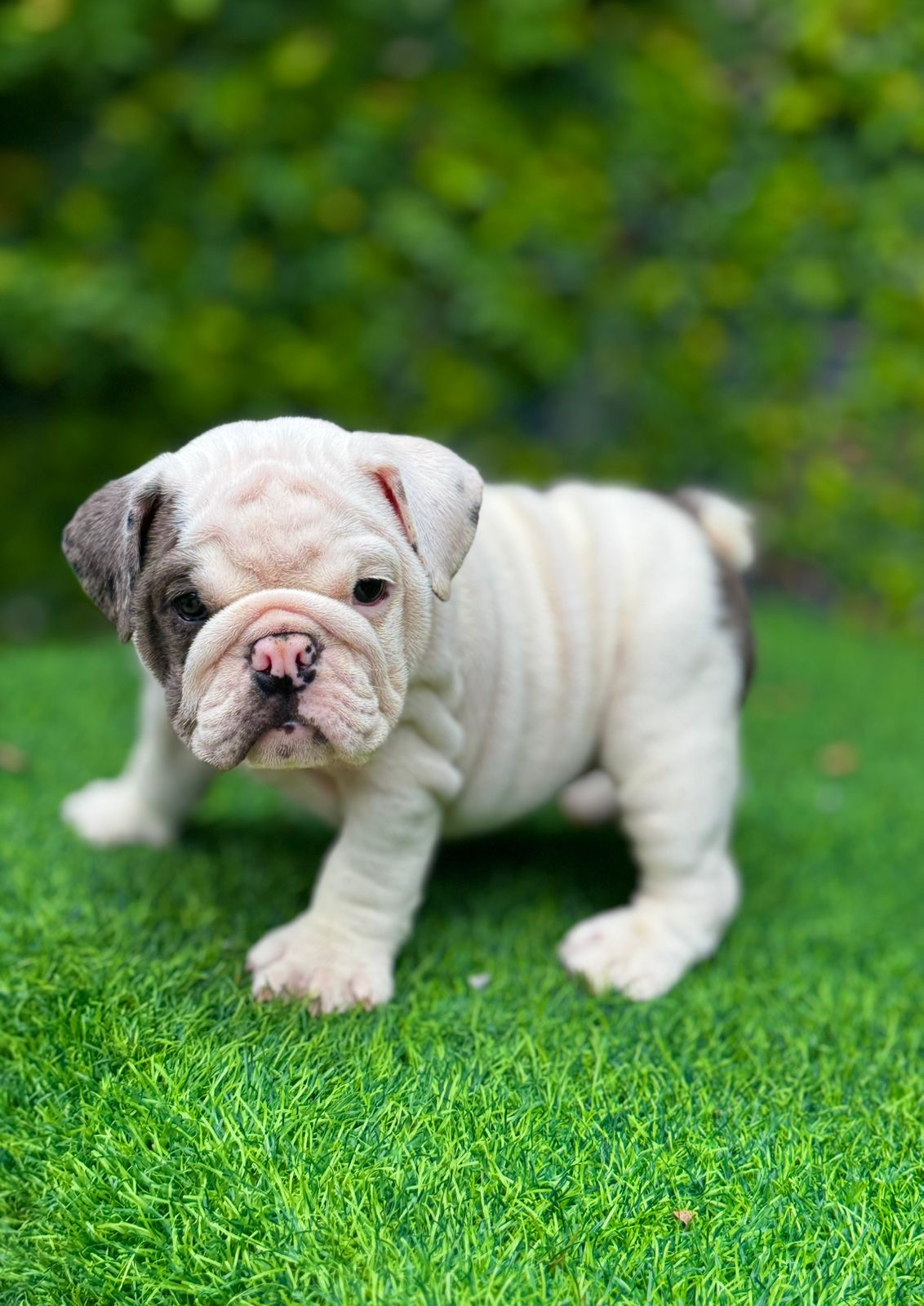 Bulldog Inglés Ambos Sexos  Foto 7304048-3.jpg