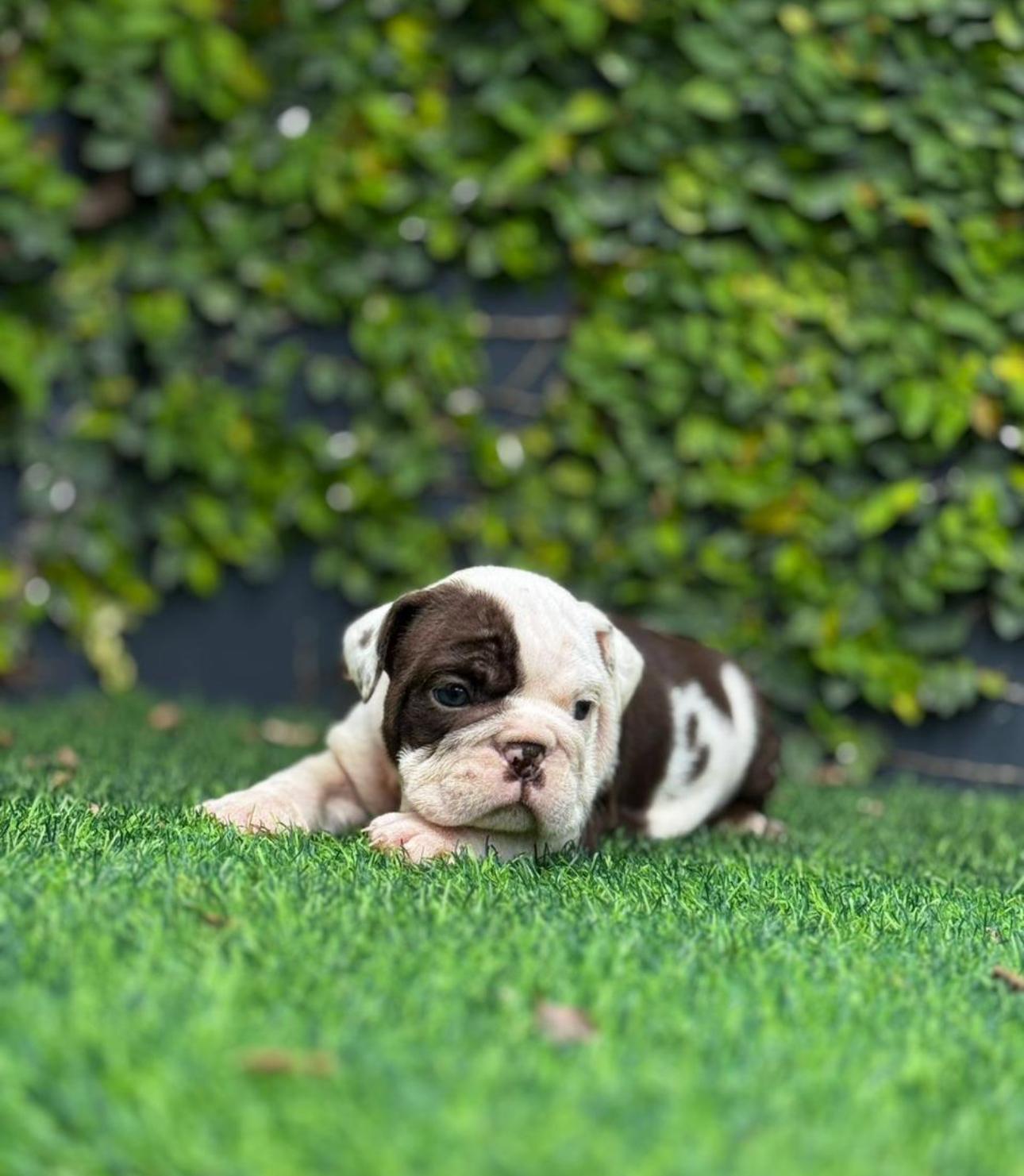 Bulldog Inglés Ambos Sexos  Foto 7304048-5.jpg