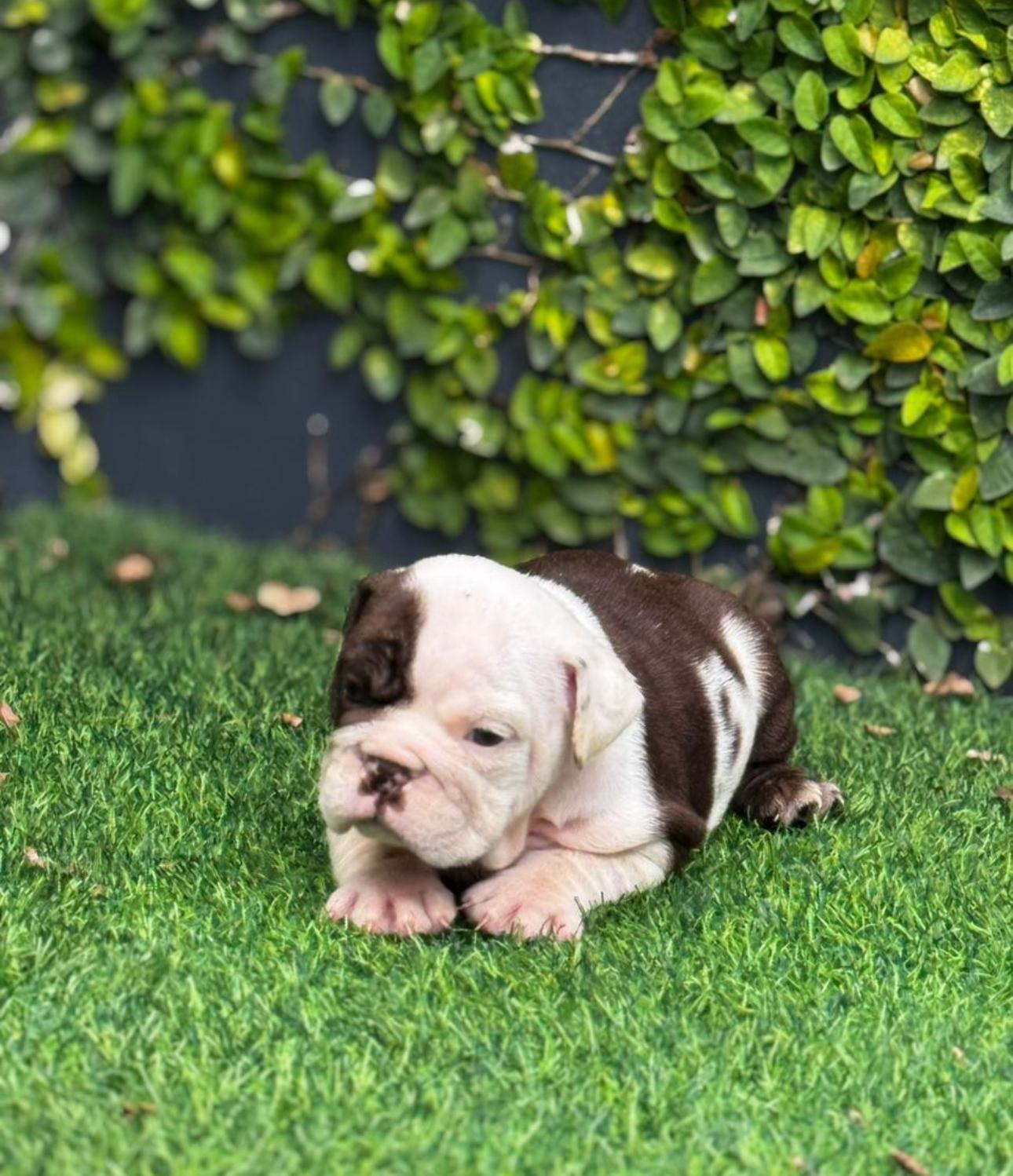 Bulldog Inglés Ambos Sexos  Foto 7304048-6.jpg