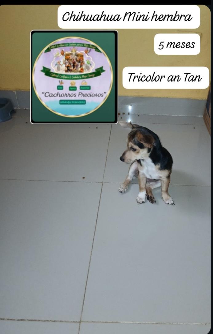 Chihuahua Mini Hembra Tricolor  Foto 7304114-2.jpg