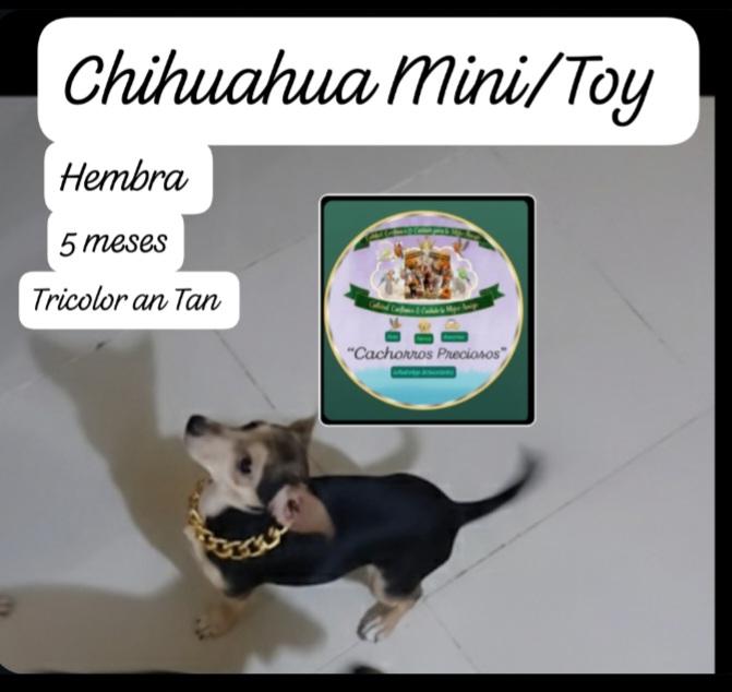 Chihuahua Mini Hembra Tricolor  Foto 7304114-3.jpg